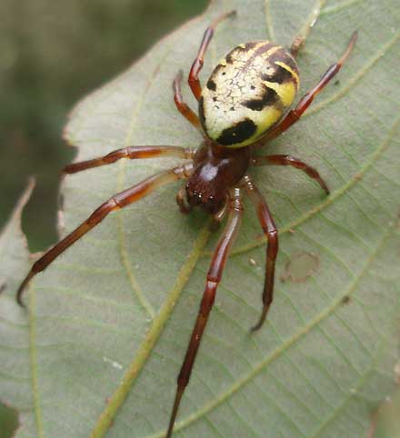 Phonognatha graeffei Leaf Curling Spider