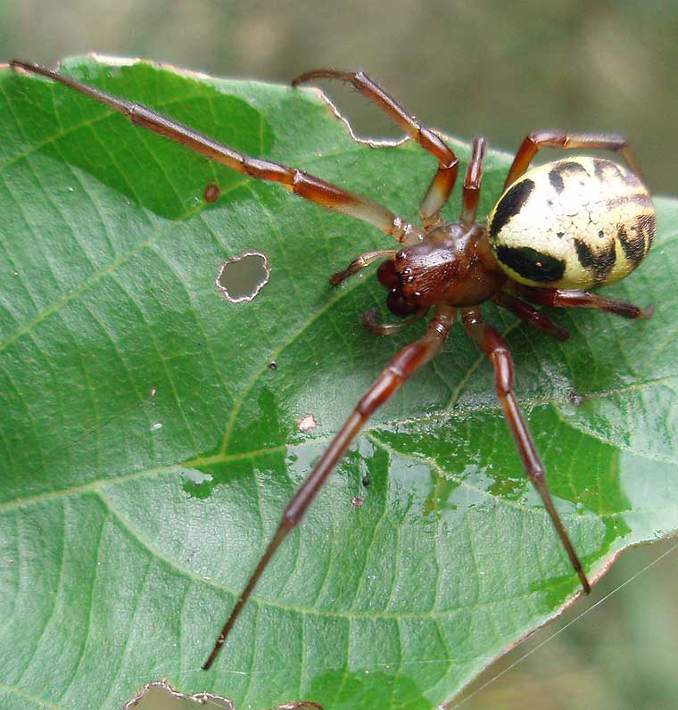 Spider Leaf Curling