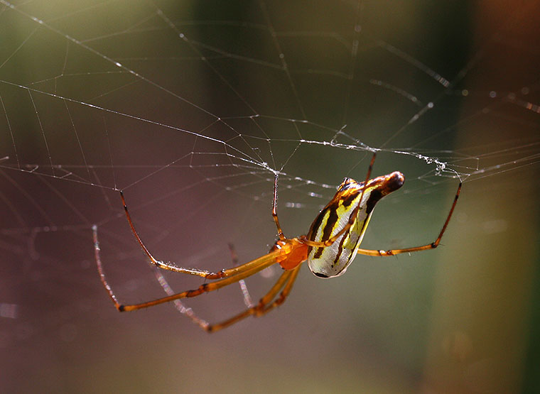 Leucauge decorata