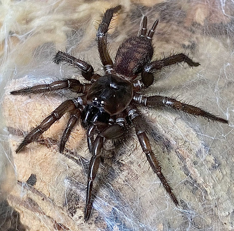 Paraembolides boycei, female, Toowoomba QLD