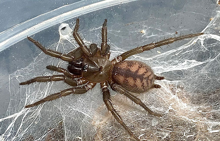 Paraembolides cf boydi female Mittagong.jpg