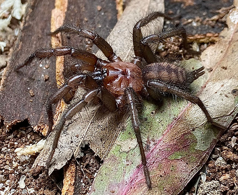 male, Dangar island, NSW