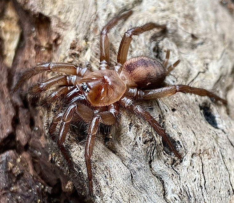 Paraembolides sp. nov, female, Kroombit tops QLD