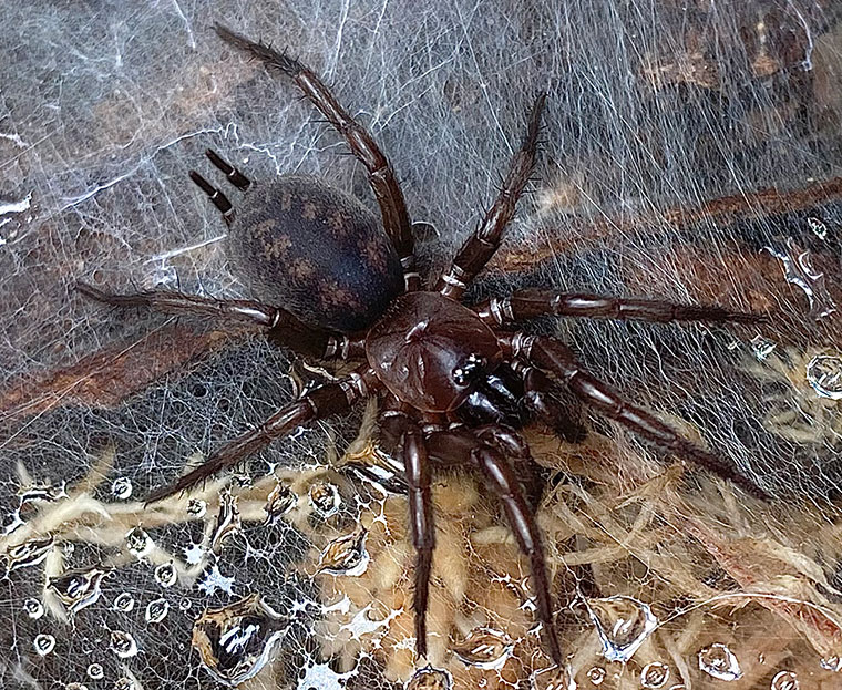 Paraembolides sp nov, female, Orange NSW