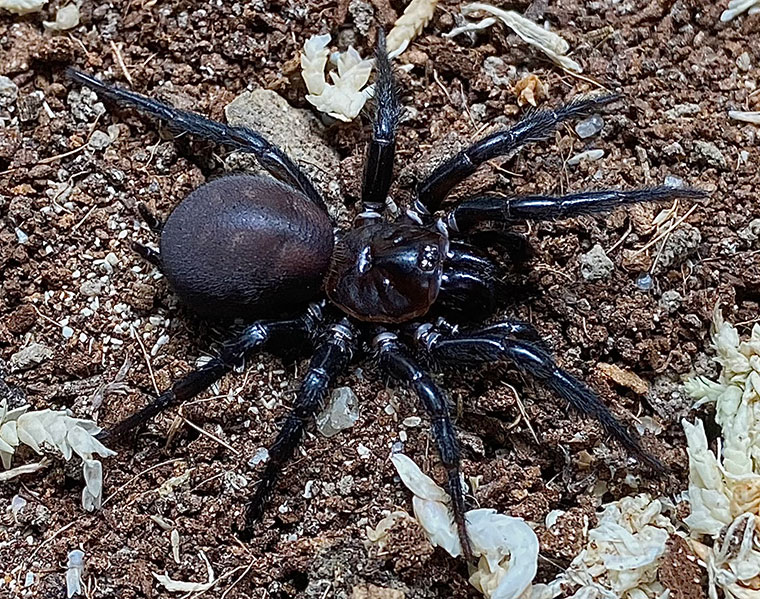 Paraembolides tubrubucca, female, Barrington tops NSW