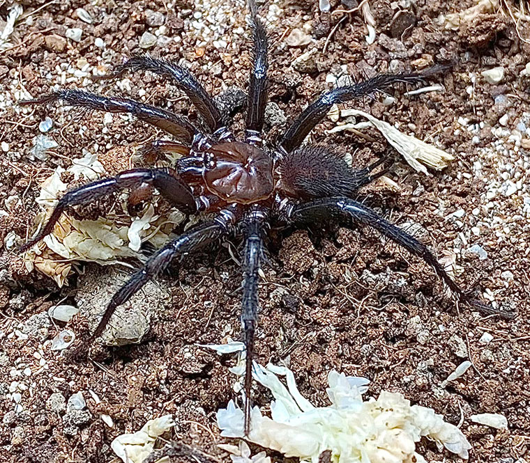 Paraembolides tubrubucca, male, Barrington tops NSW