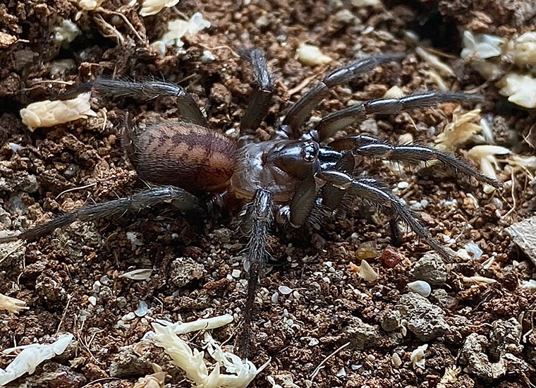 Paraembolides variabilis, female, Hazelbrook, NSW