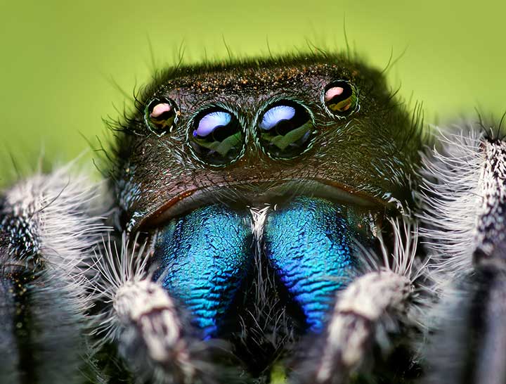 Phidippus audax