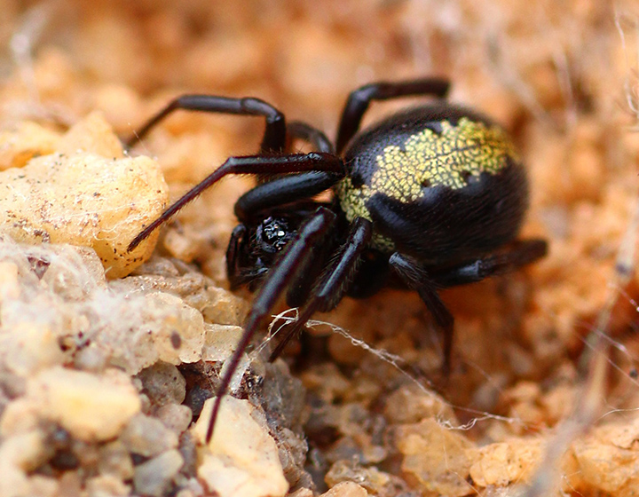 Phylarcus-euryopis-steatoda-splendens