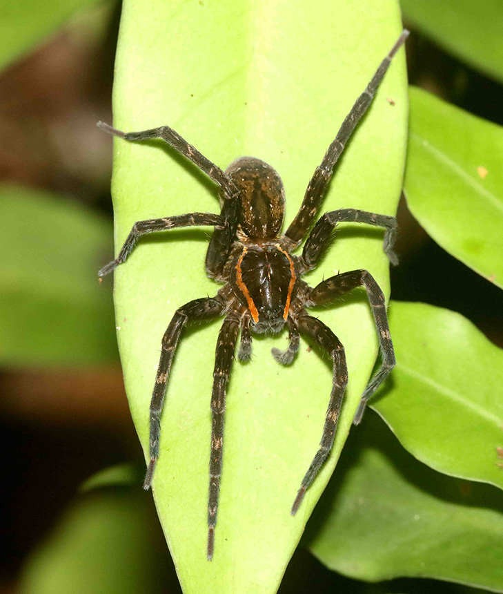 Dolomedes briangreenei female 