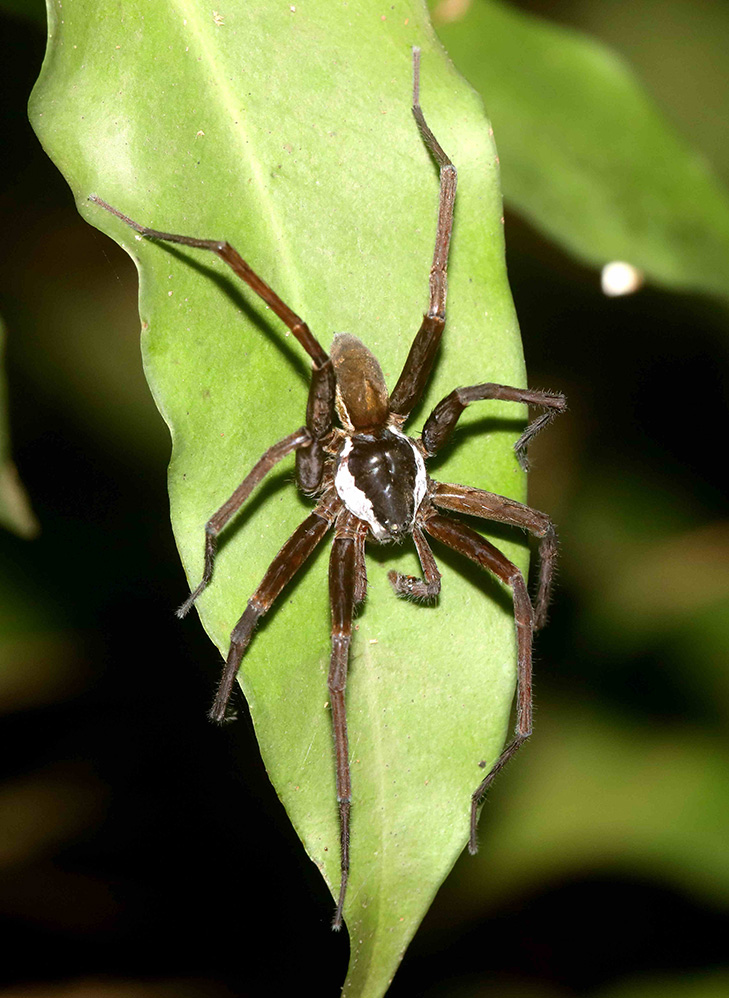 Photo Jim Hackett in high altitude rainforest near Cairns