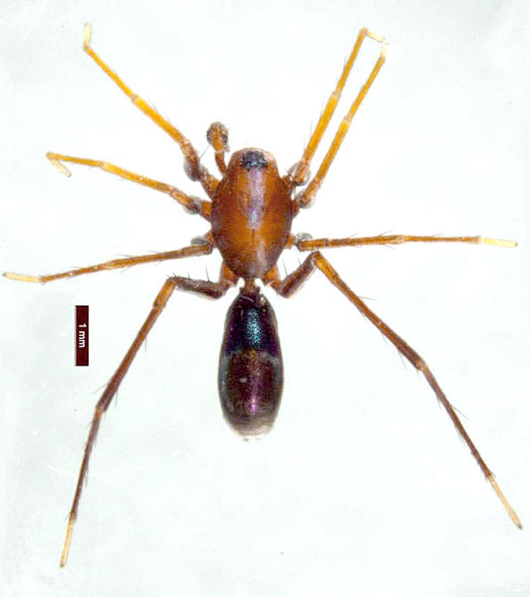 Poecilipta