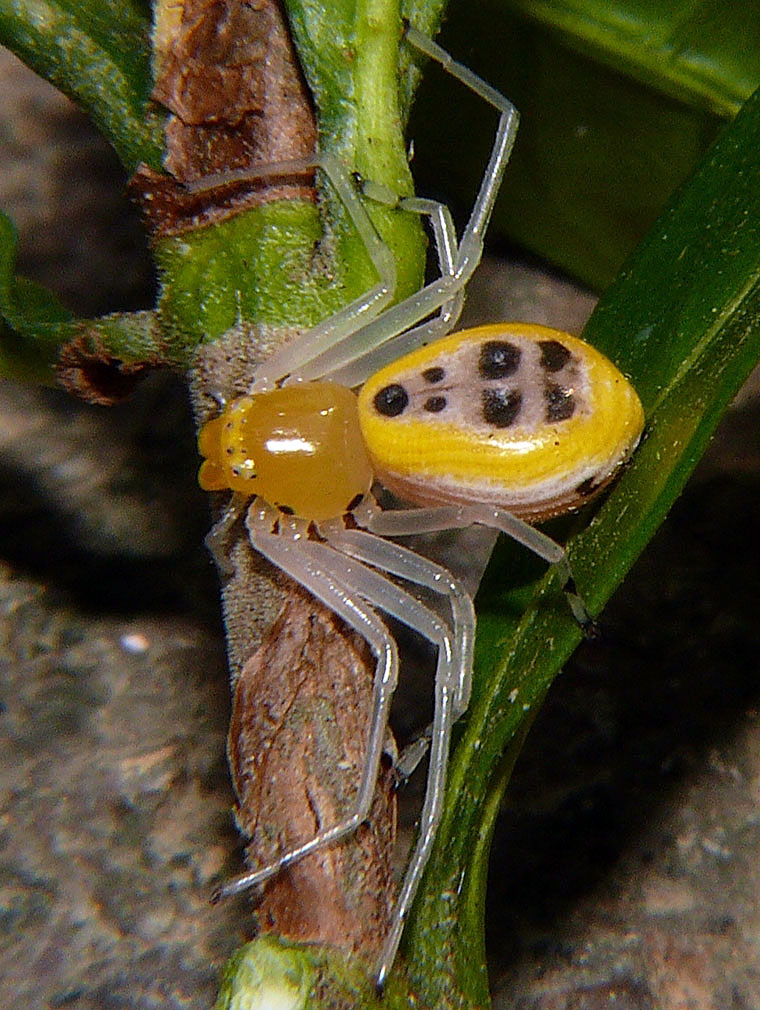 Poecilothomisus speciosus