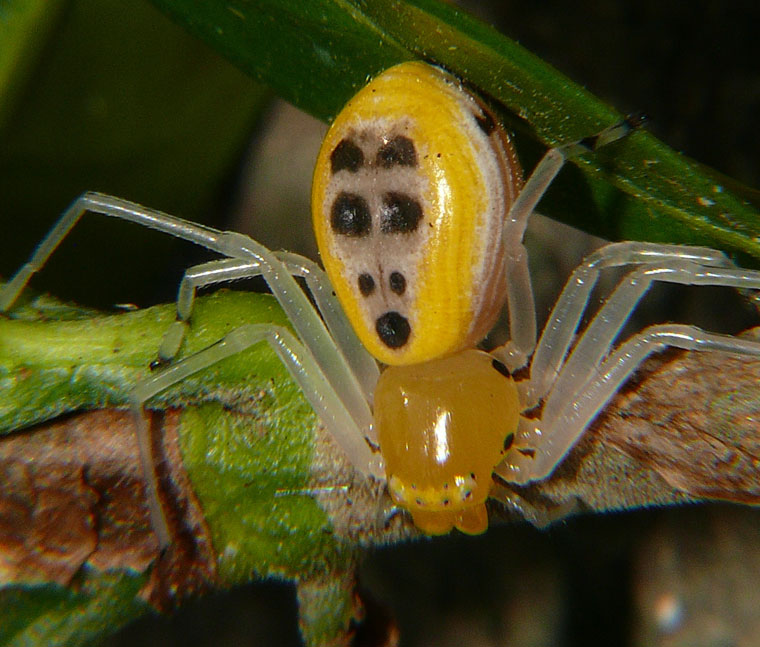 Poecilothomisus speciosus