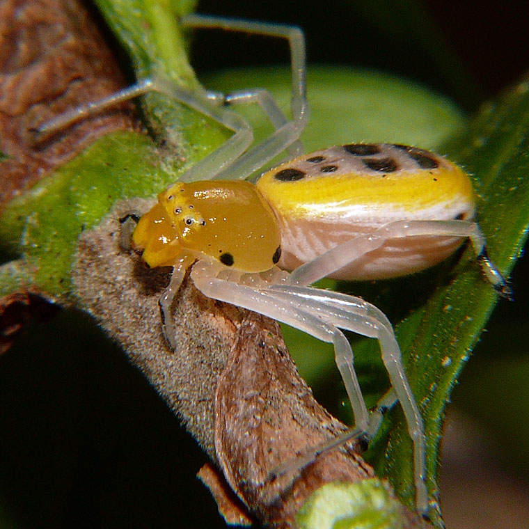 Poecilothomisus speciosus