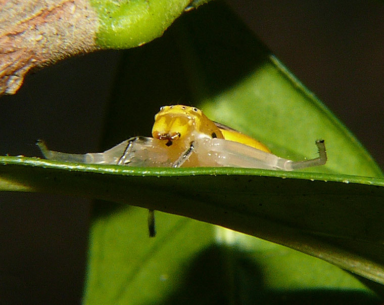 Poecilothomisus speciosus