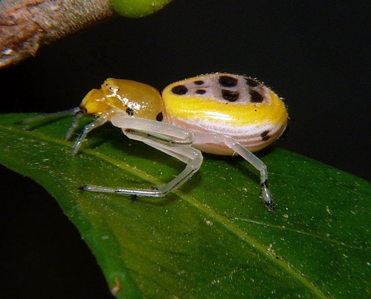 Poecilothomisus speciosus