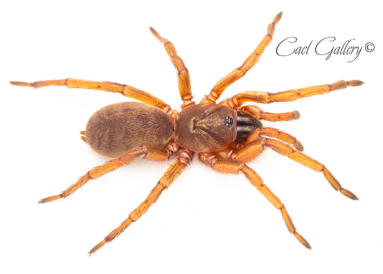 olden Wishbone Spider, Proshermacha sp. 3, Mt. Lofty, SA. My personal favourite Wishbone spider, love these guys so much. 30mm BL, 65mm DLS