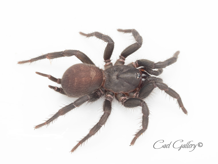 Rainforest Curtain-web spider (Australothele jamiesoni), Brisbane QLD, 20mm
