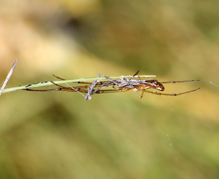 Leucauge decorata