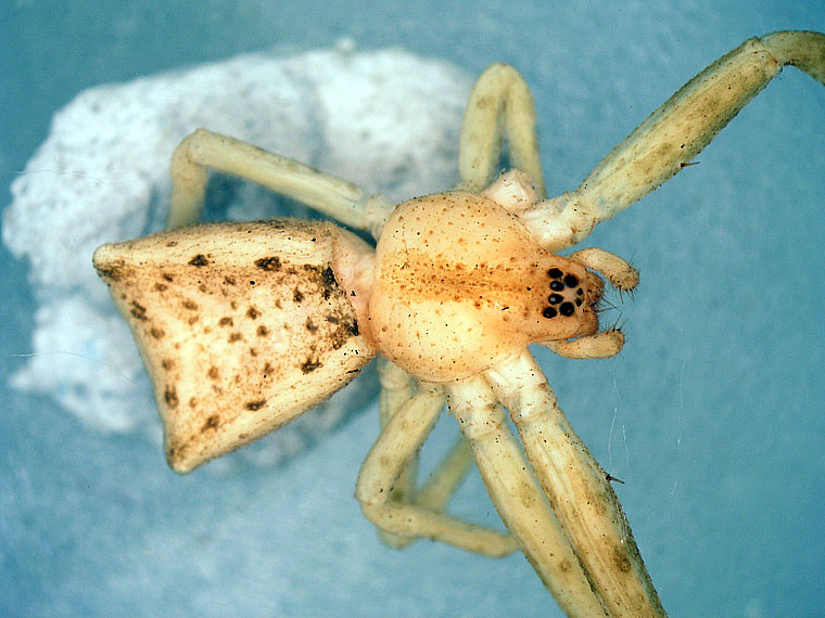 Sidymella trapezia