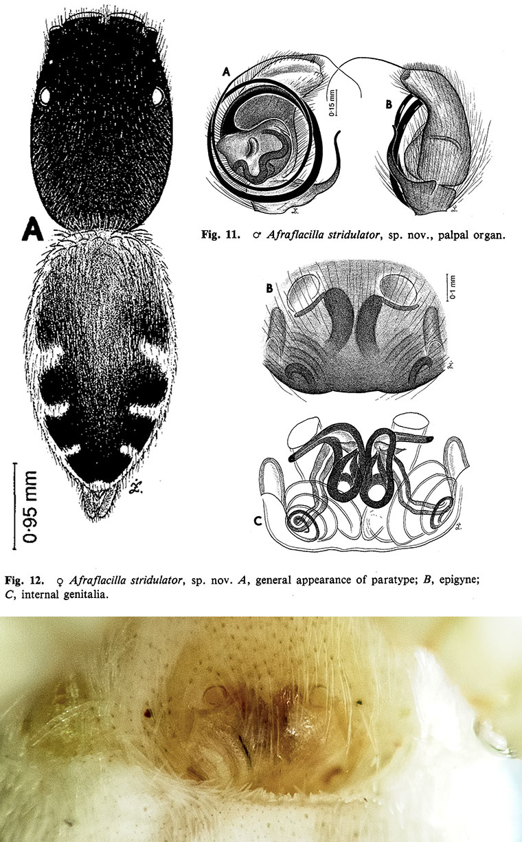 Afraflacilla stridulator