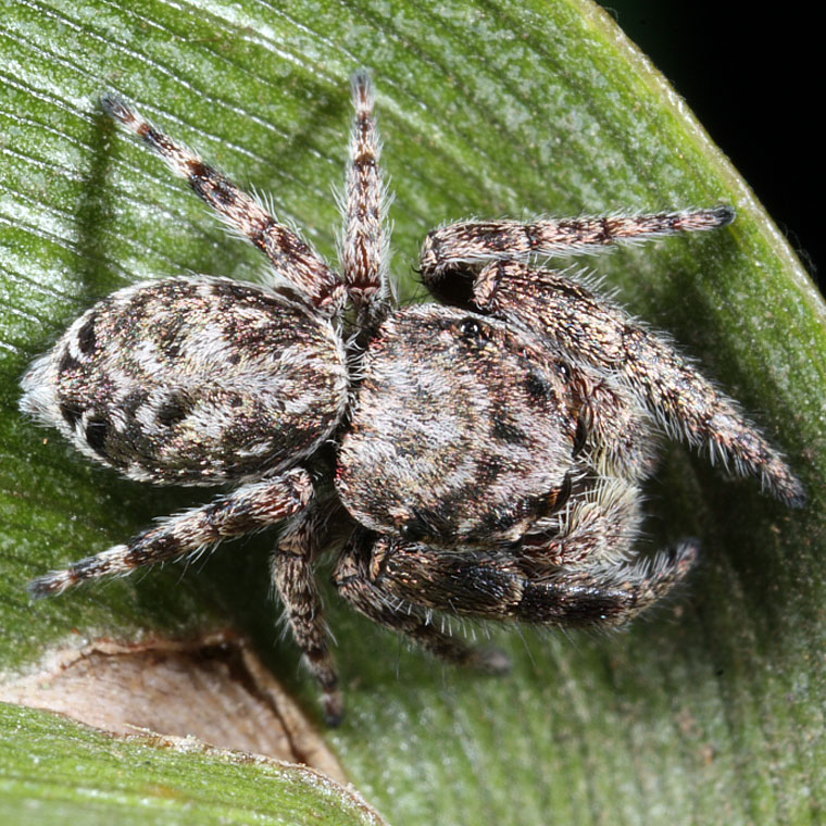 Simaetha sp