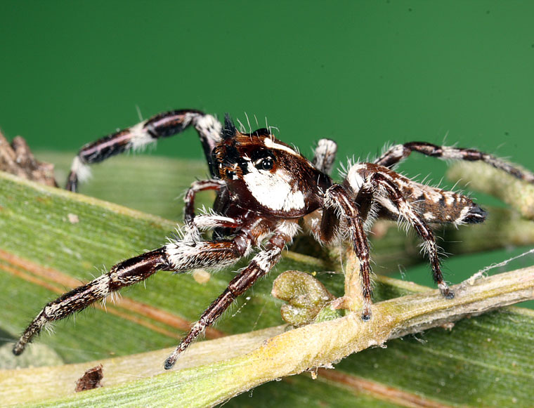 Sandalodes bipenicillatus 