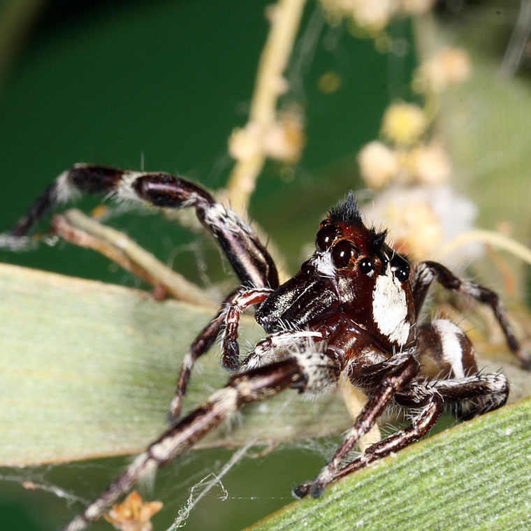 Sandalodes bipenicillatus 