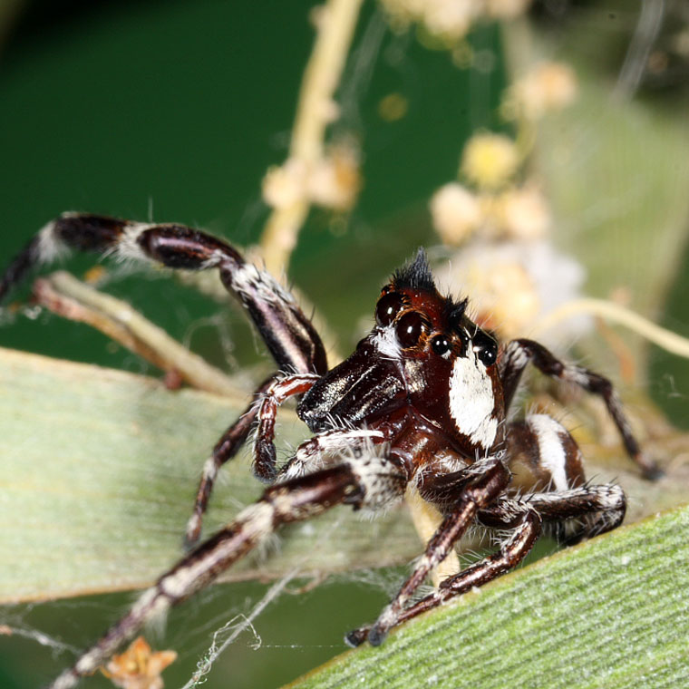 Sandalodes bipenicillatus 