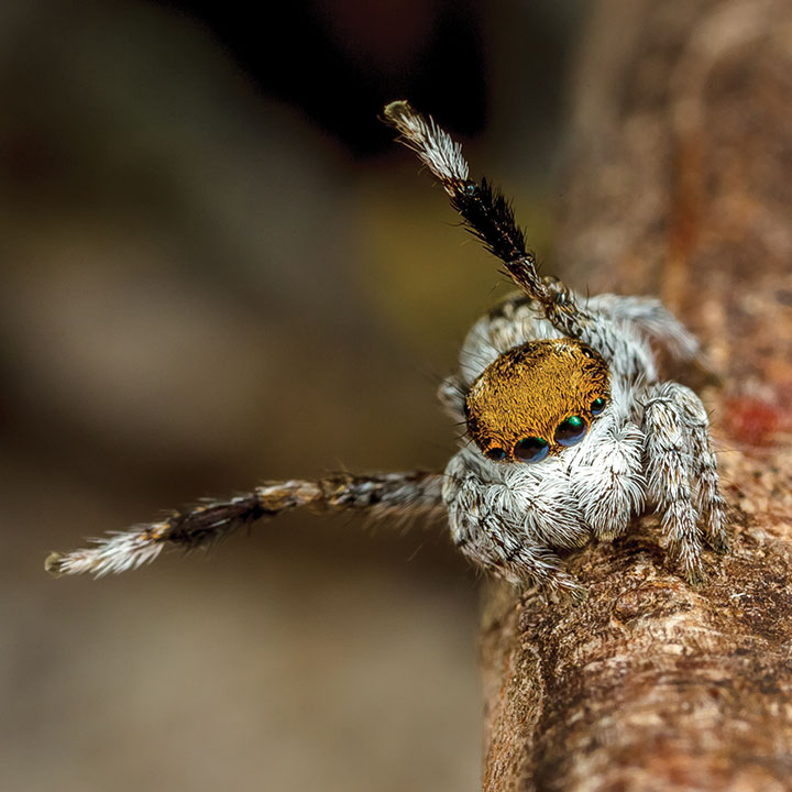 Salticidae Maratus albus