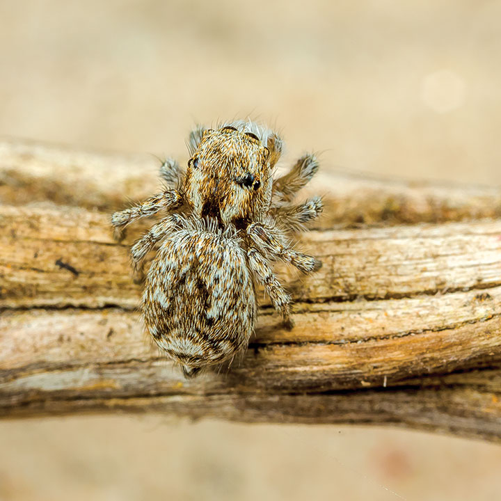 Salticidae Maratus albus