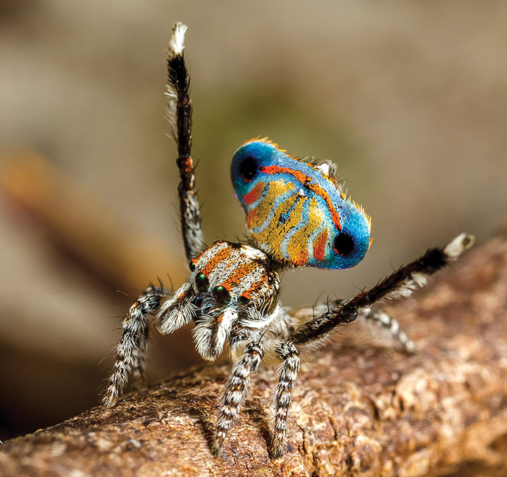 Salticidae Maratus australis