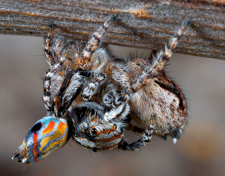 Salticidae Maratus australis