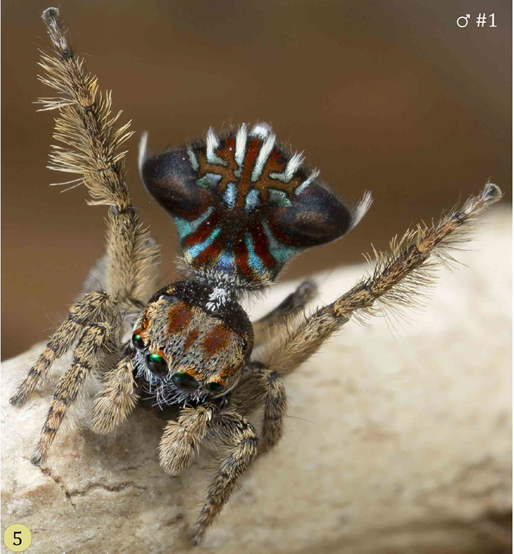 Maratus cristatus