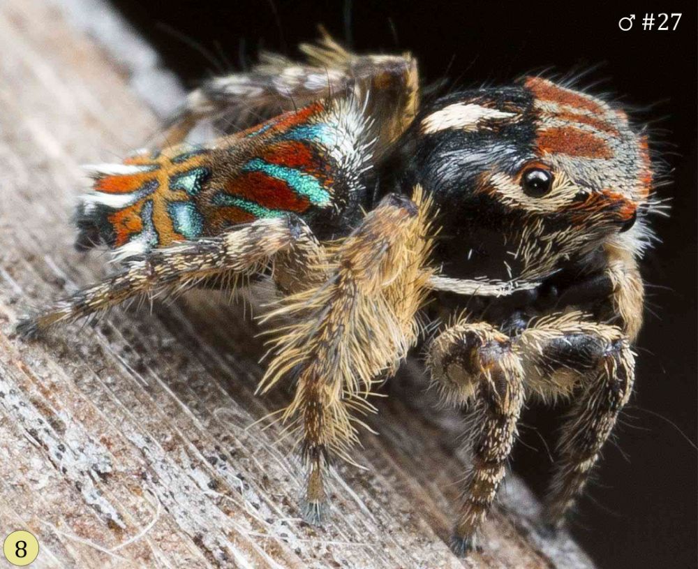 Maratus cristatus