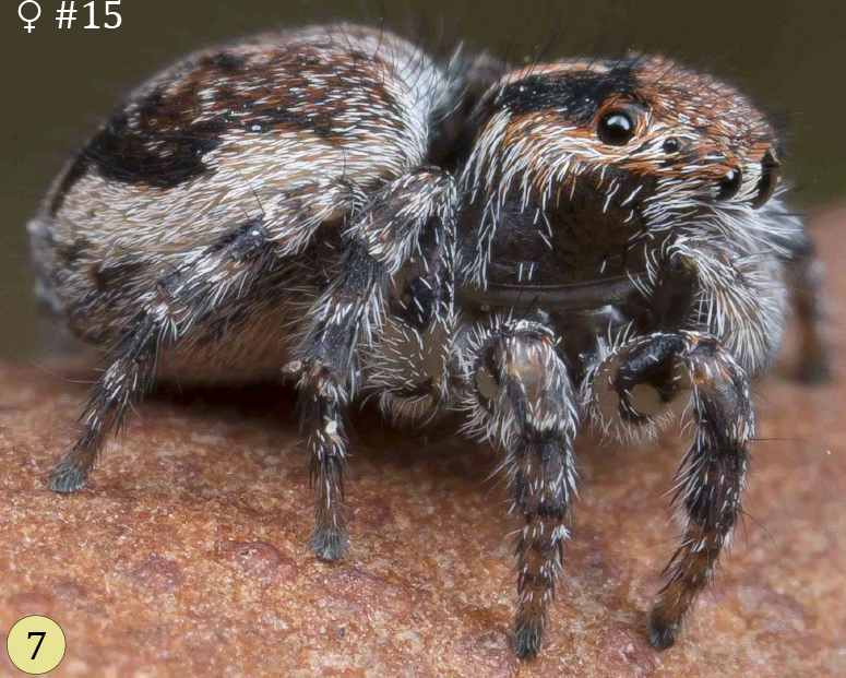 Maratus cristatus