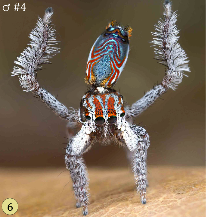 Maratus electricus