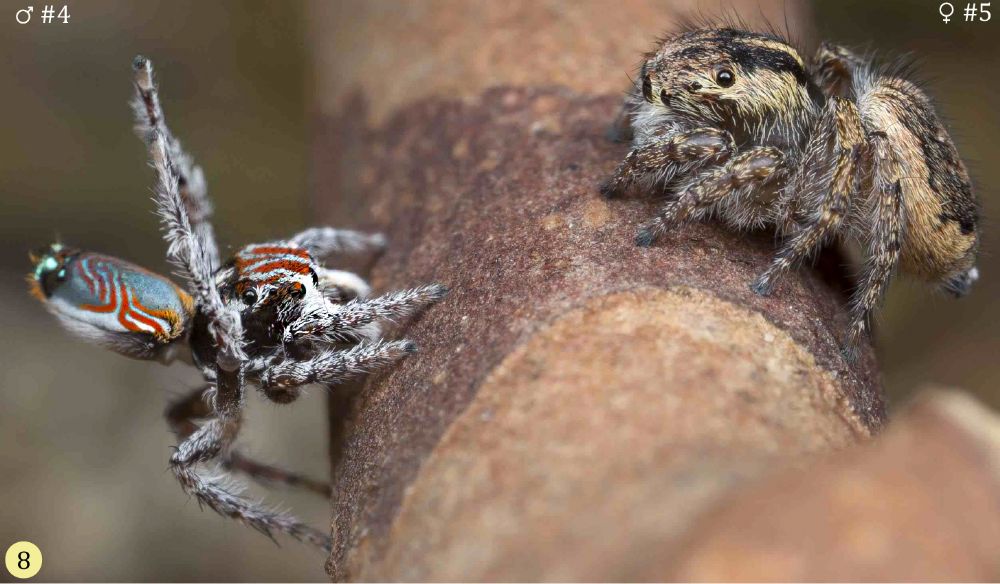 Maratus electricus