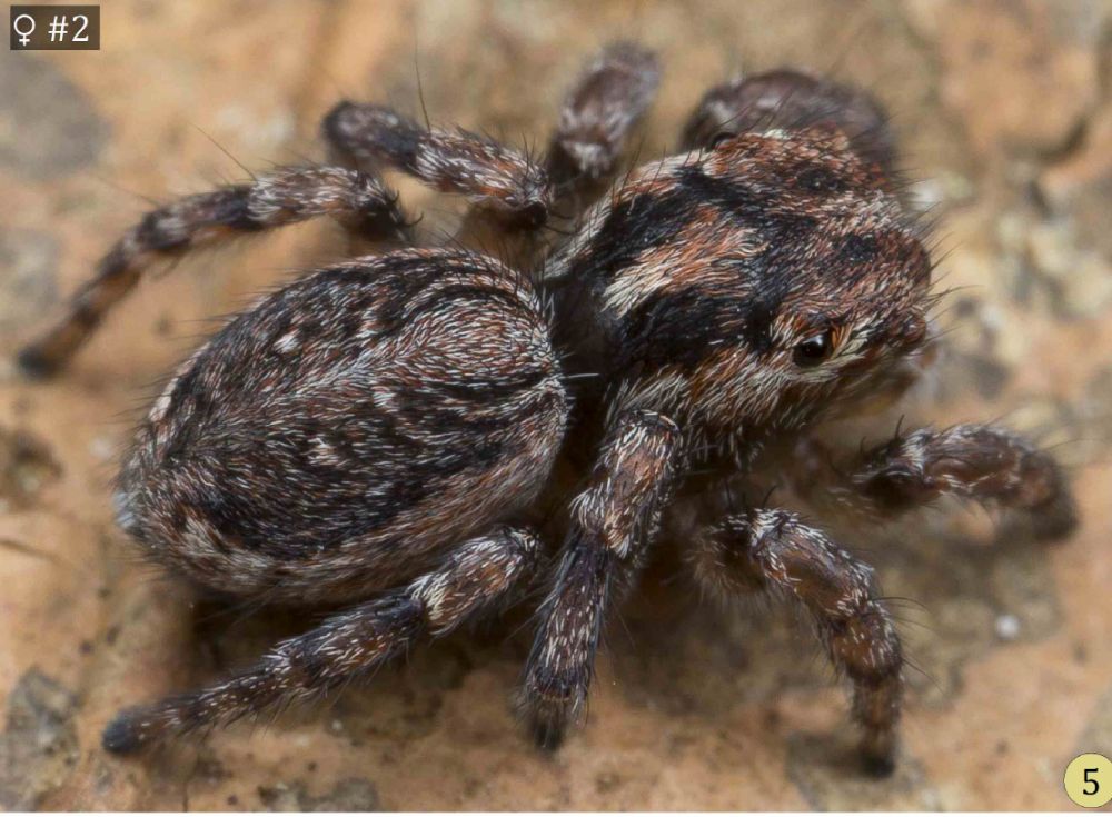 Maratus electricus