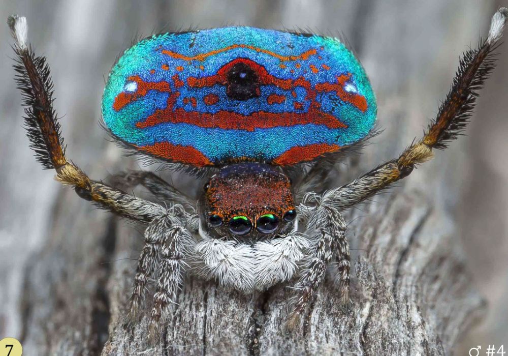 Maratus gemmifer