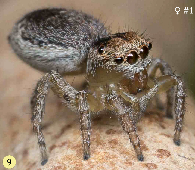 Maratus gemmifer