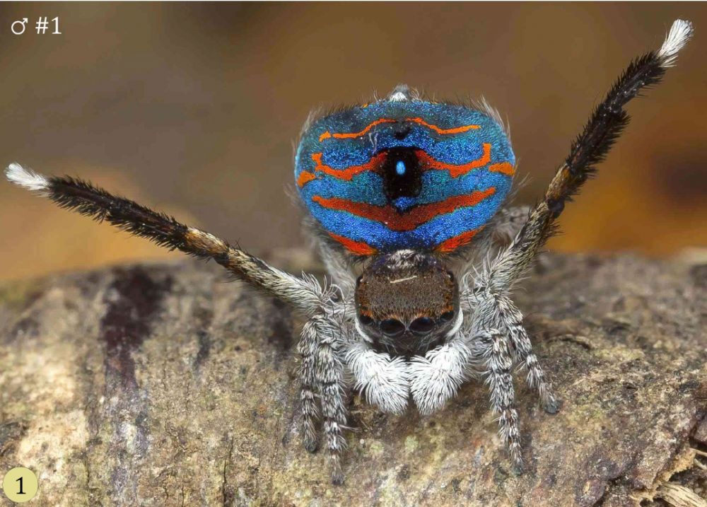 Maratus Milindae corus