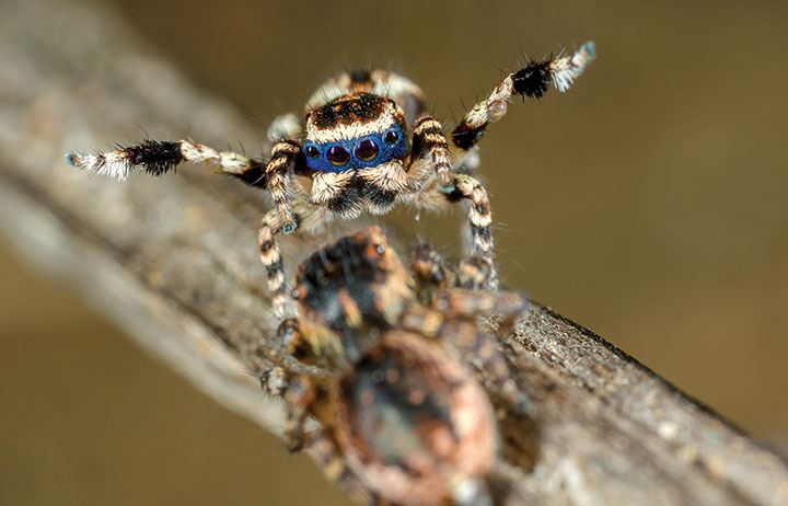 Salticidae Maratus personatus