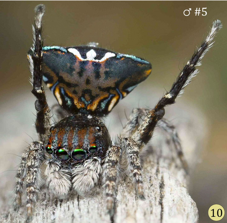 Maratus trigonus