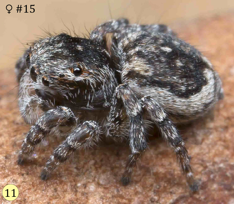 Maratus trigonus