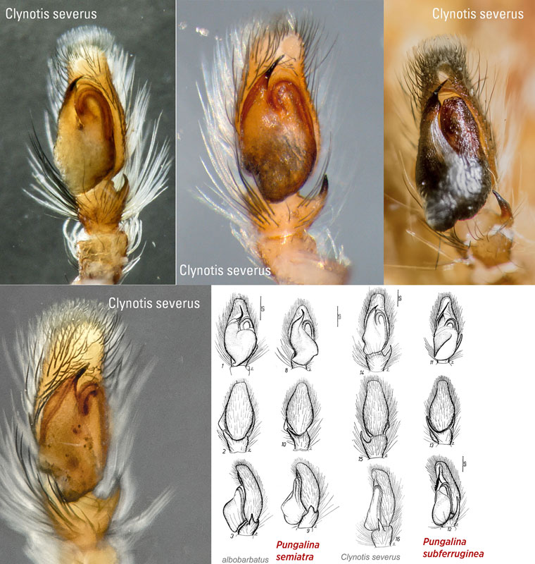 Clynotis severus and Pungalina palps