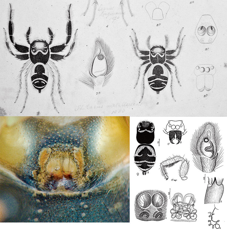 omoedus metallescens