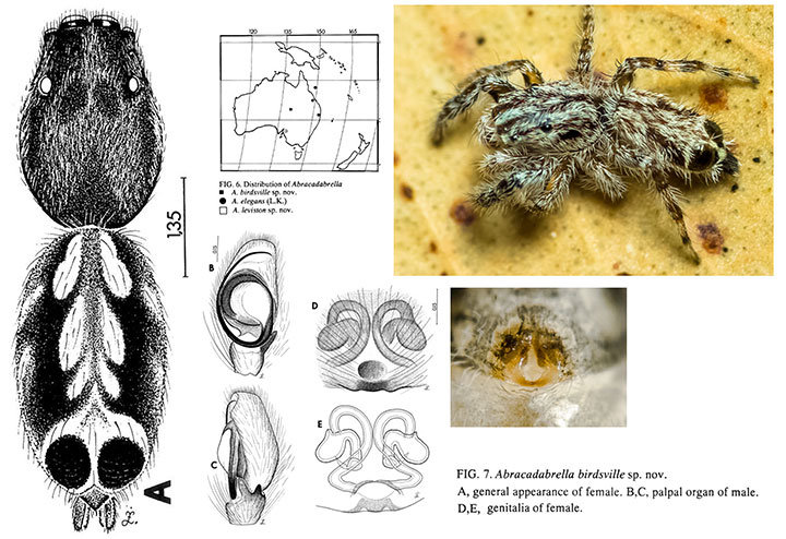 Abracadabrella birdsvillei