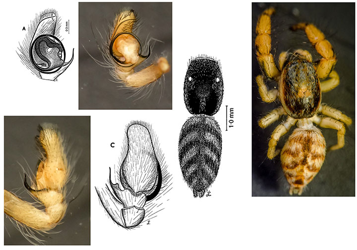 Afraflacilla grayorum